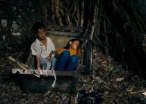 les fleurs du manguier